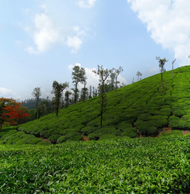 Bangalore To Chikmagalur