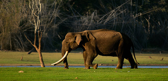 Bangalore To Wayanad