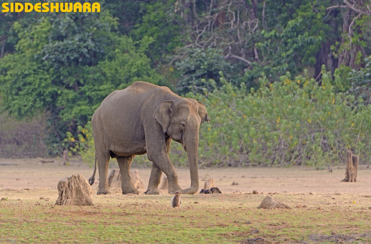 siddeshwara-kabini