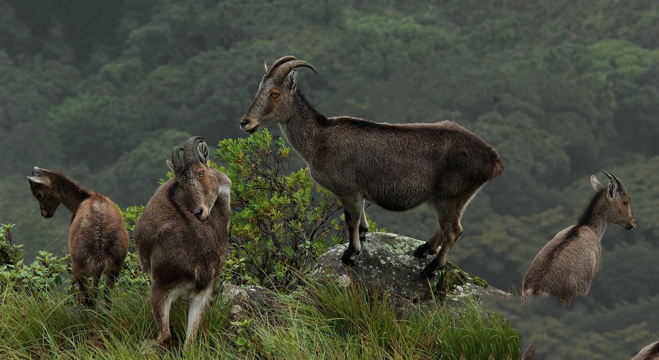 siddeshwara-munnar