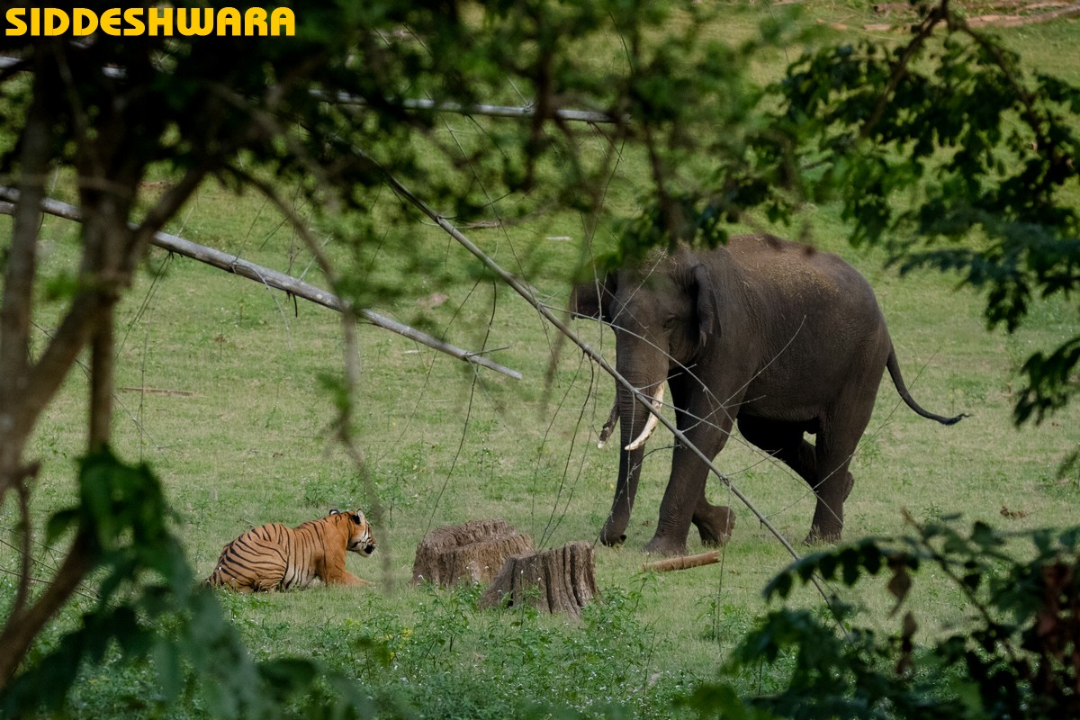 siddeshwara-kabini