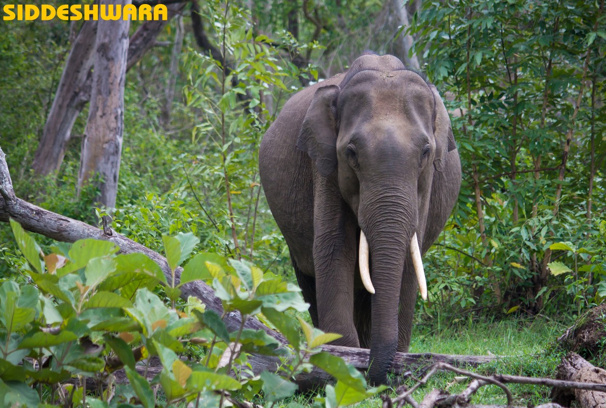 siddeshwara-coorg